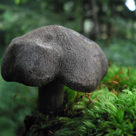 Pluteus atromarginatus